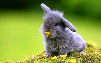 Bunnies Nature Animals Baby Wallpaper