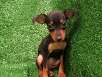 Miniature Pinscher Puppies HD Wallpaper