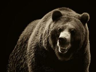Ode L Ours Grizzly Wallpaper