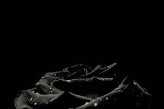Dark Rose Background Image