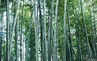 Bamboo Forest Wallpaper