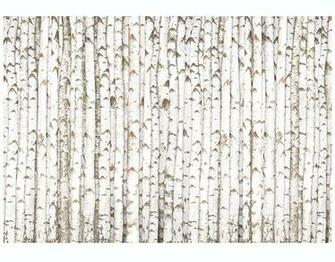 Wall Mural Birch Wallpaper Tree Forest Wood Trunk Pattern