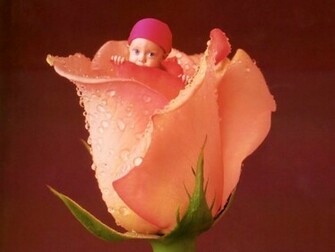 Rose Bud Wallpaper Roses