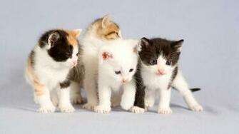 Cat Wallpaper Pictures Pics Photos Image Desktop Background