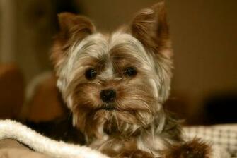Yorkshire Terrier Cute Yorkie