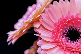 Flower Plant Beautiful Background Sophisticate Nice Nature Cool
