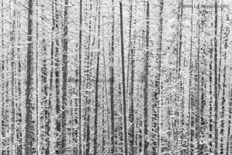 Rockies Wallpaper Photo Art Print Winter Wonderland Ab2010