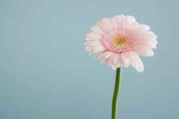 Flower Wallpaper HD Hq