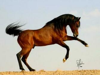 Arabian Horse Wallpaper