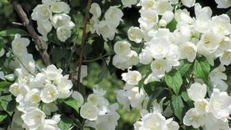 Pictures Of Jasmine Flowers