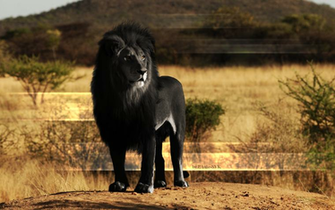 Black Lion Wallpaper By Paulie Svk