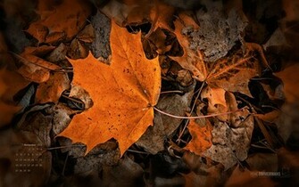 November Wallpaper