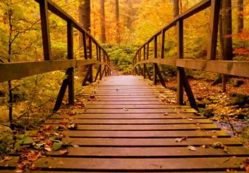 Autumn Wood Wooden Bridge Forest Leaves Nature HD