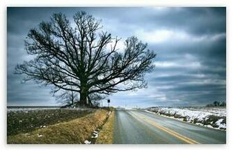 Tree Of Life HD Wallpaper For Standard Fullscreen Uxga Xga