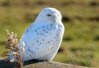 Screensavers And Wallpaper Snowy Owl Owls
