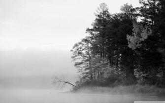 Forest Black And White Wallpaper Walltor