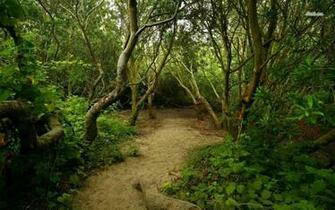 Trail In The Woods Wallpaper Nature