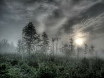 Tami Holman Ghost Forest Wallpaper HD