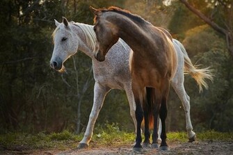 Two Beautiful Horses Wallpaper55 Best Wallpaper For Pcs