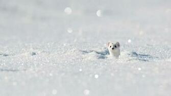 Stoat HD Wallpaper Background Image Id