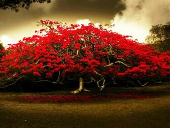 Red Flowers Tree HD Wallpaper Cute