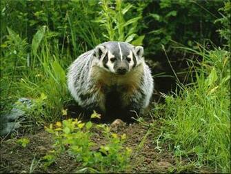 Badgers Wallpaper Background