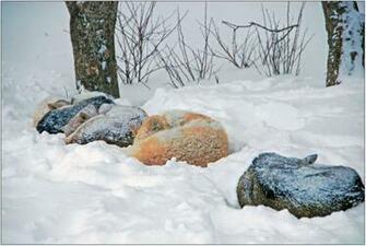 Dogs In The Snow Wallpaper