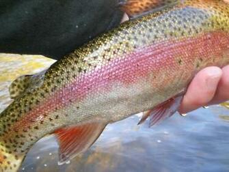 Wallpaper Rainbow Trout Recipes X Kb Jpeg HD