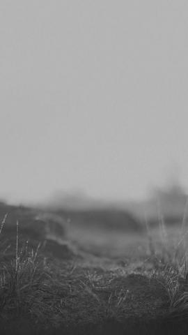 HD Wallpaper From Above Link Grass Blackandwhite