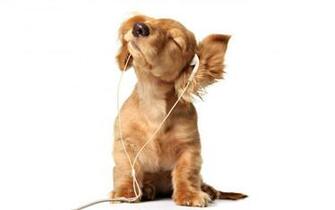 Puppy Cool Wallpaper High Definition Quality