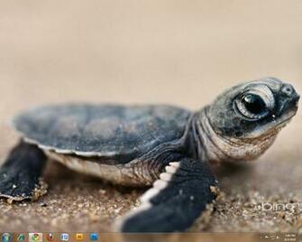 Gallery For Gt Cute Baby Sea Turtle Wallpaper