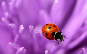 Ladybug Wallpaper Background
