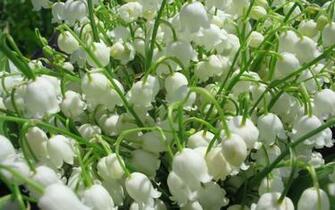 Lilies Of The Valley Wallpaper