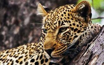 Cheetah Wallpaper High Quality