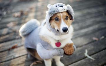 I Like Cute Dog Pictures Funny Wallpaper