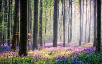 Wallpaper Forest Spring Morning Tree Flowers Sun Light