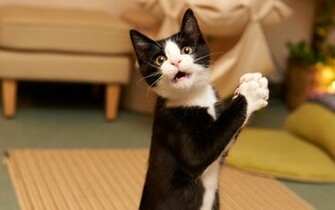 Funny Black Cat Pictures Widescreen Wallpaper