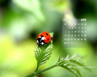 Calendar HD Wallpaper
