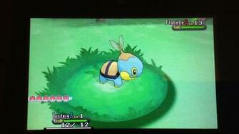 Browsing Wallpaper Turtwig