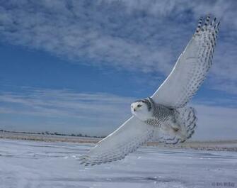 Snowy Owl In Flight Screensavers For iPhone Owls