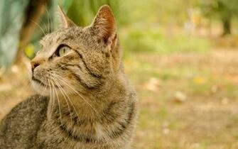 Cat High Quality And Resolution Wallpaper On Hqwallbase