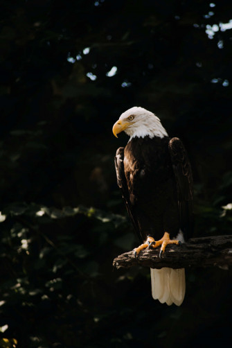 Eagle iPhone Wallpaper