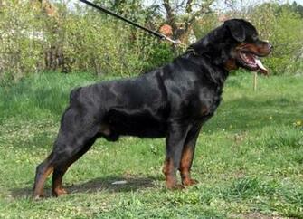 Rottweiler Puppies Wallpaper HD
