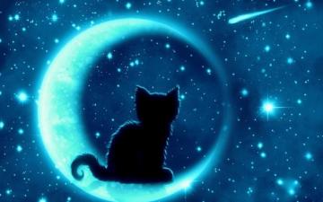 Cat Cats Wallpaper