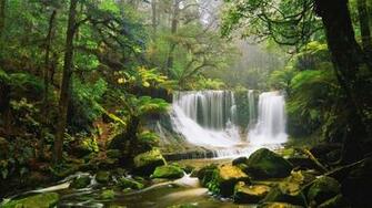 Australian Rainforest Wallpaper