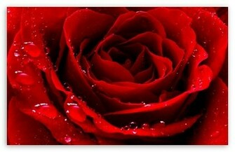 Red Love Rose HD Wallpaper For Standard Fullscreen Uxga Xga