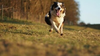 Australian Shepherd Running Wallpaper Picture