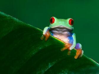 Gallery For Gt Colored Frogs Wallpaper