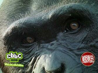 Wallpaper Chimpanzee