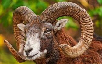 Bighorn Sheep Computer Wallpaper Desktop Background
